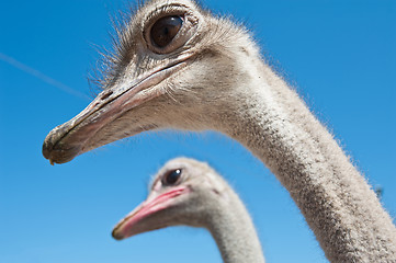 Image showing ostrich