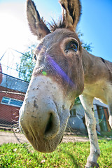 Image showing Donkey