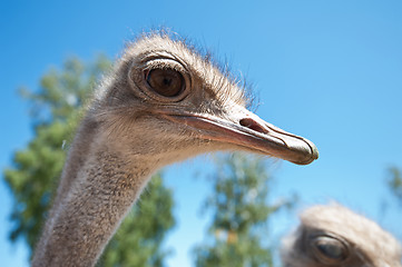 Image showing ostrich