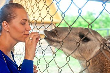 Image showing feeding lama