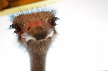 Image showing ostrich