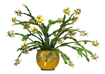 Image showing Christmas Cactus