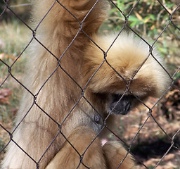 Image showing Female Gibbon