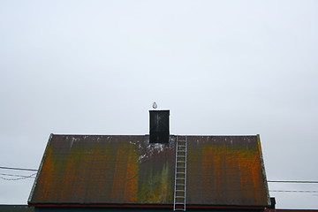 Image showing BIrd on the roof
