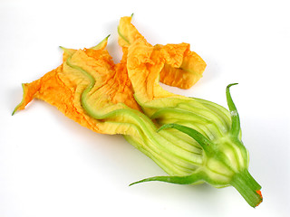 Image showing Squash blossom