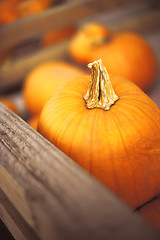 Image showing Pumpkin