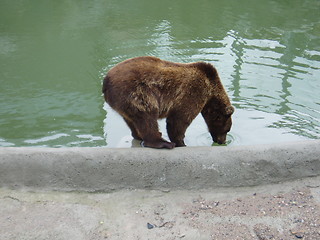 Image showing Brownbear