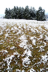 Image showing Field in winter