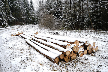 Image showing Forest road in winter