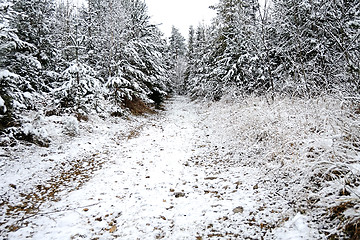 Image showing Forest road in winter