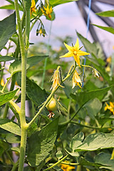 Image showing Flowering tomatoes plants