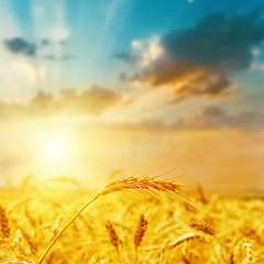 Image showing harvest field and sunset