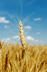 Image showing golden color harvest on field
