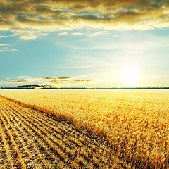 Image showing golden harvesting field and sunset over it