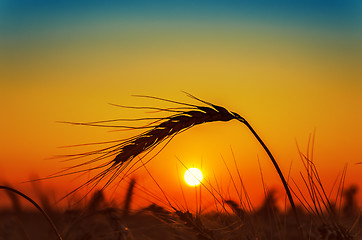 Image showing sunset and wheat ear on field