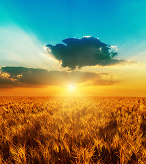 Image showing good sunset with dramatic sky over golden color field with harve