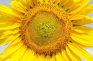 Image showing central part of sunflower closeup