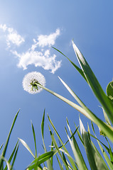 Image showing white dandelion in green grass under blue sky with clouds