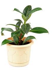 Image showing Ficus