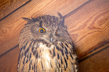 Image showing eagle owl