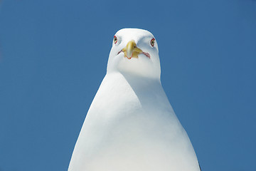 Image showing Head of a seagull.