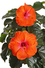 Image showing Beautiful hibiscus flowers.