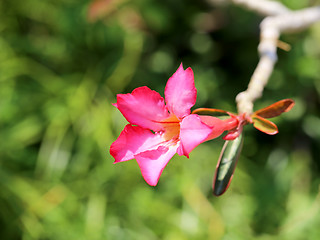 Image showing pink plumeria