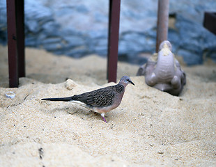 Image showing Dove on the beach