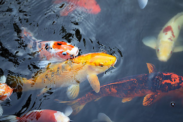 Image showing colorful carp