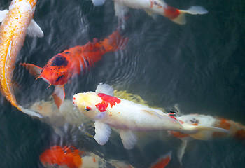 Image showing colorful carp