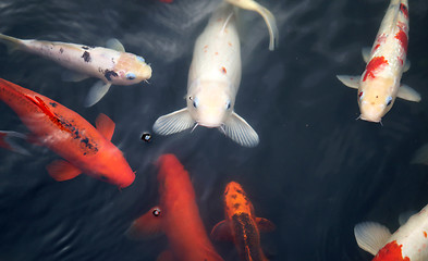 Image showing colorful carp