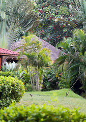 Image showing tropical Garden