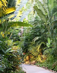 Image showing tropical Garden