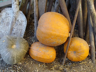 Image showing pumpkin