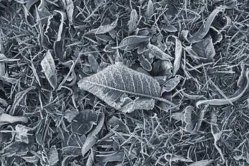 Image showing frosty leaves