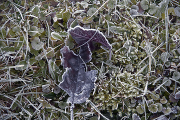 Image showing frosty leaves