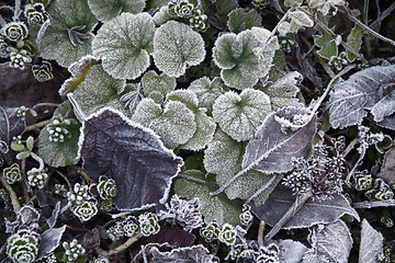 Image showing frosty leaves