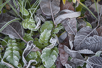 Image showing frosty leaves