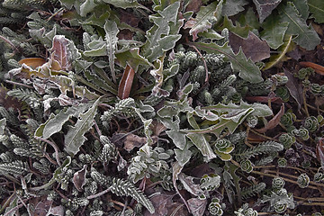 Image showing frosty leaves