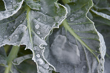 Image showing frosty leaves
