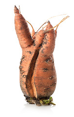 Image showing Carrot mutant