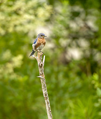 Image showing Eastern Bluebird