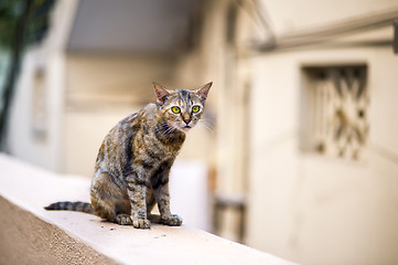 Image showing Cat on the Wall