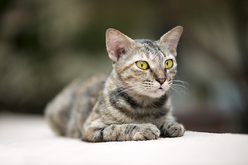 Image showing Cat on the Wall