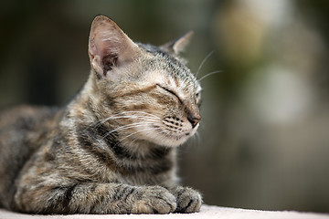 Image showing Cat on the Wall