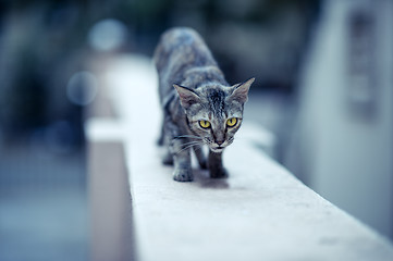 Image showing Cat on the Wall