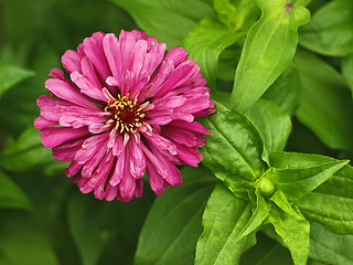 Image showing Red aster close-up