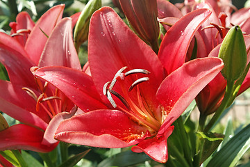 Image showing Red lily blooming