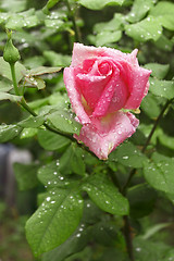 Image showing Rose with water drops