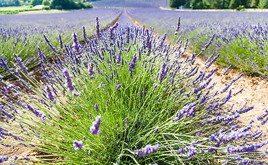 Image showing Lavander field